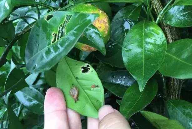 春天來了有這幾種蟲子，碰上別著急，有專門方法去解決