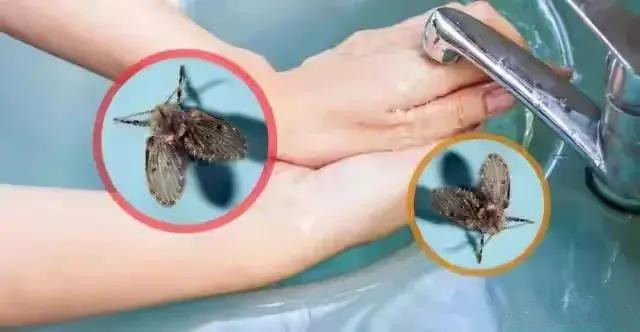 衛(wèi)生間為什么會有小蟲子？怎么消滅？