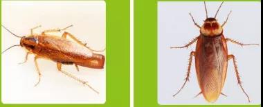 如何處理打不死的“小強”